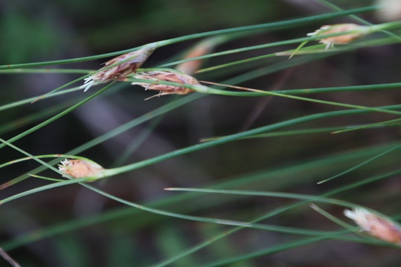 Black Beadfern