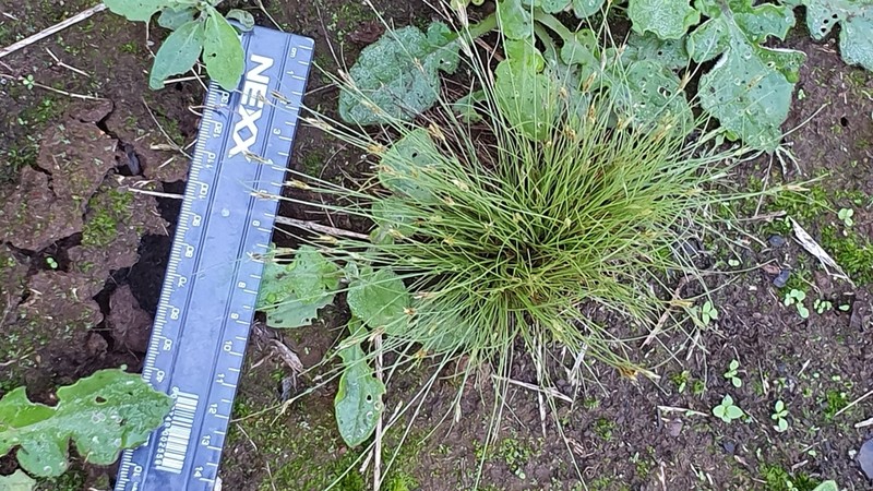 Black Beadfern photo 4