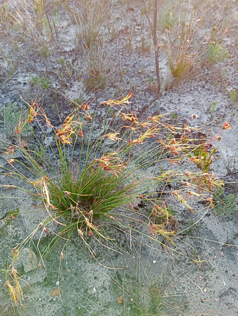 Black Beadfern photo 5