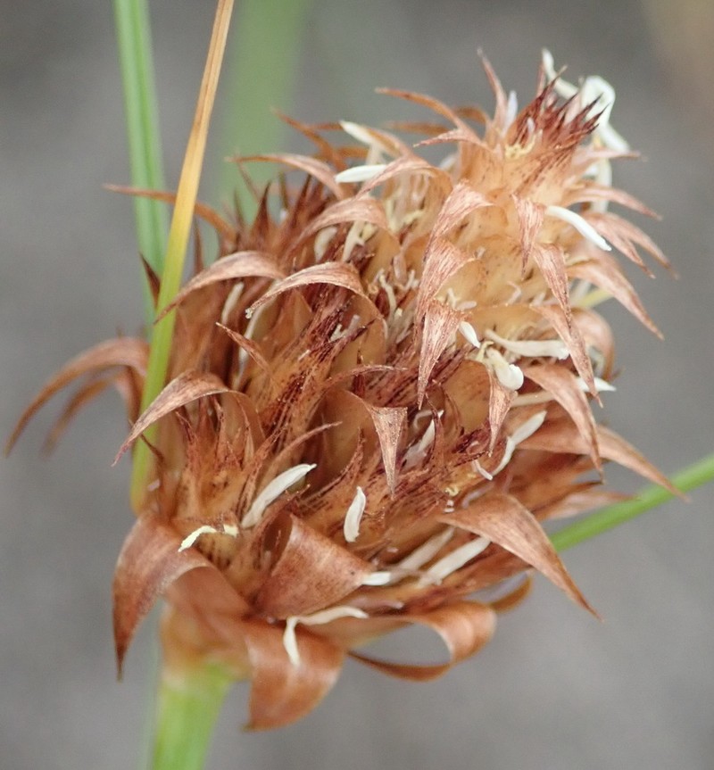 Black Beadfern photo 7