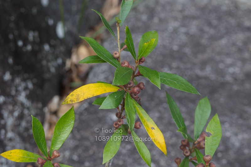 Ficus abelii