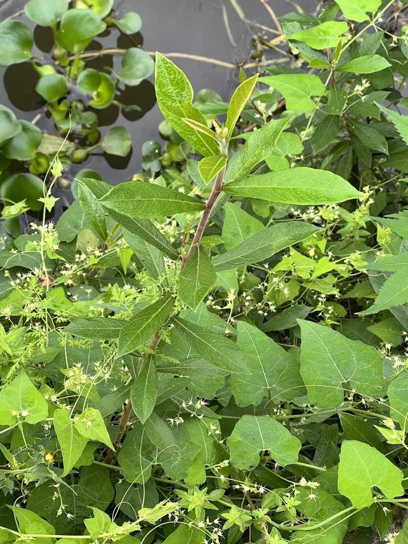 Ficus abelii photo 2