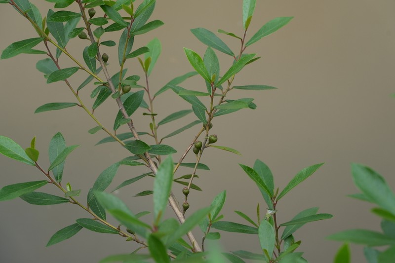 Ficus abelii photo 3