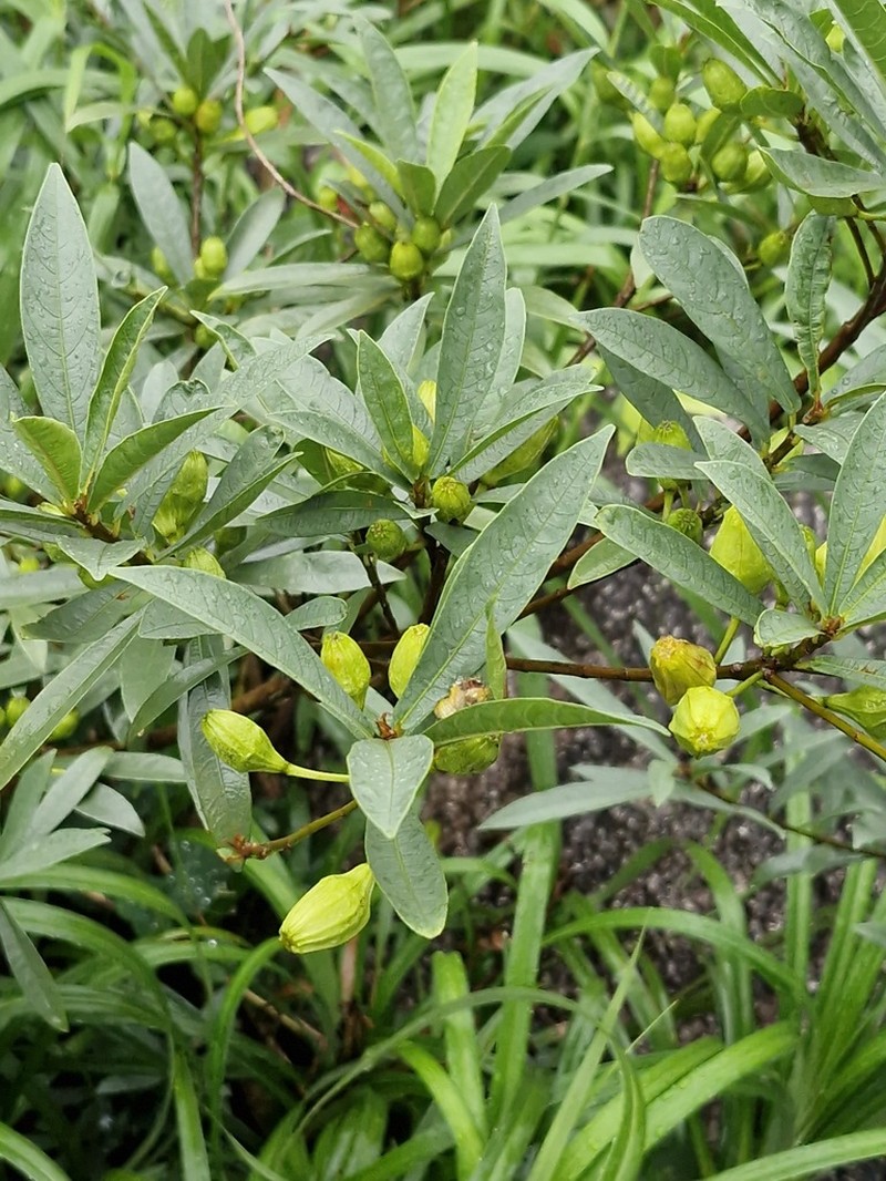 Ficus abelii photo 4