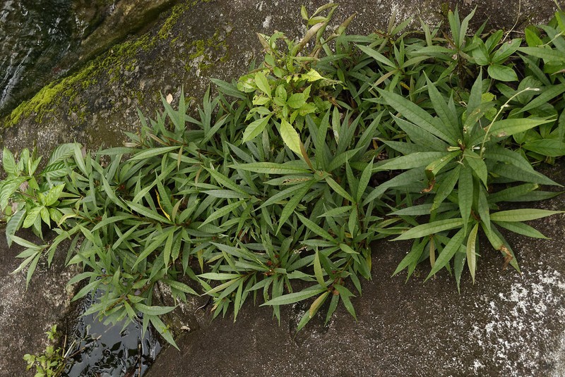 Ficus abelii photo 5