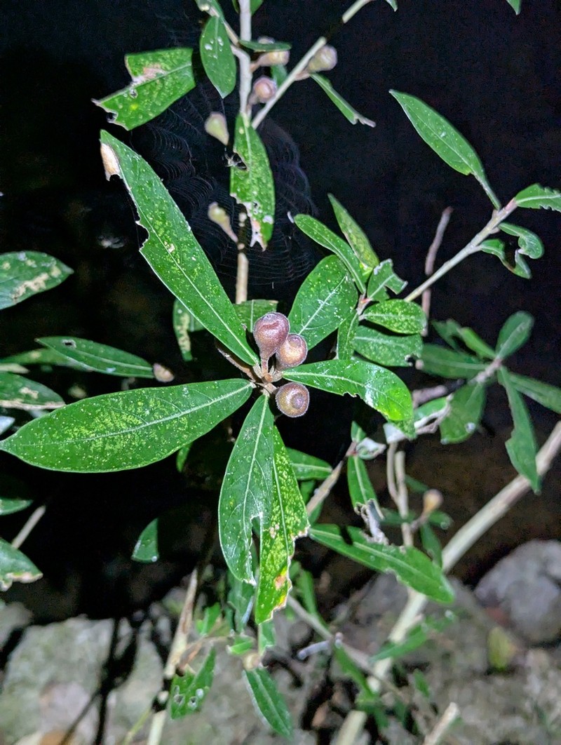 Ficus abelii photo 6