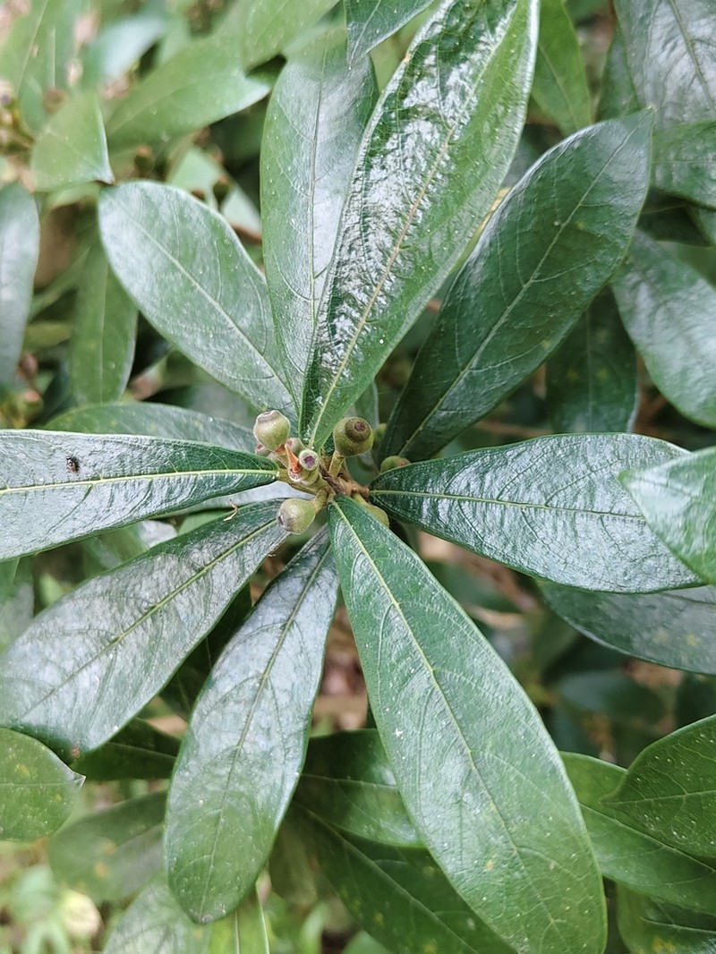Ficus abelii photo 7