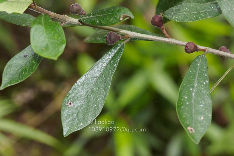 Ficus abelii photo 8