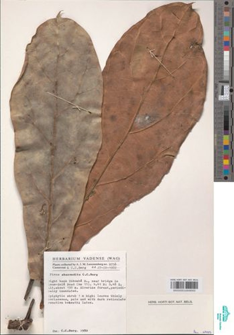 Ficus abscondita photo 3