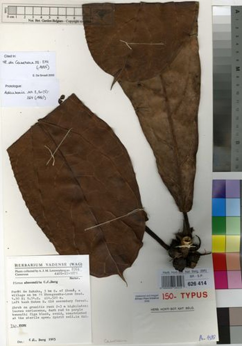 Ficus abscondita photo 8