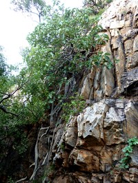 Ficus abutilifolia