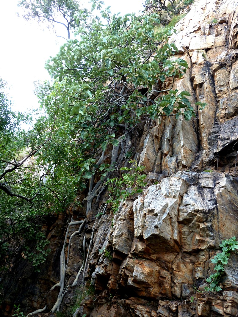 Ficus abutilifolia