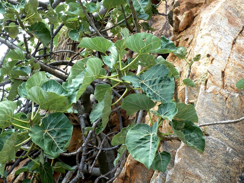Ficus abutilifolia photo 2