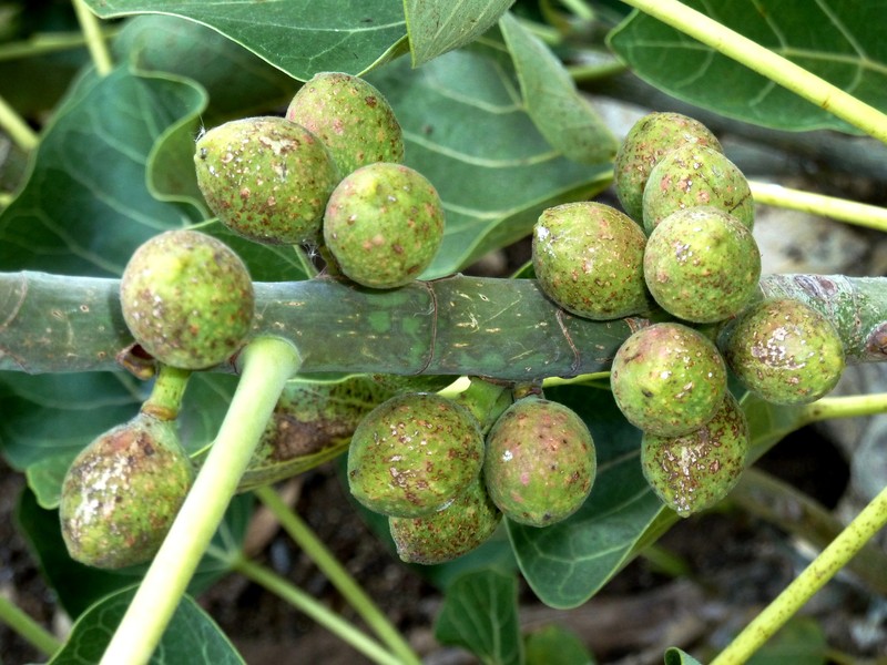 Ficus abutilifolia photo 3