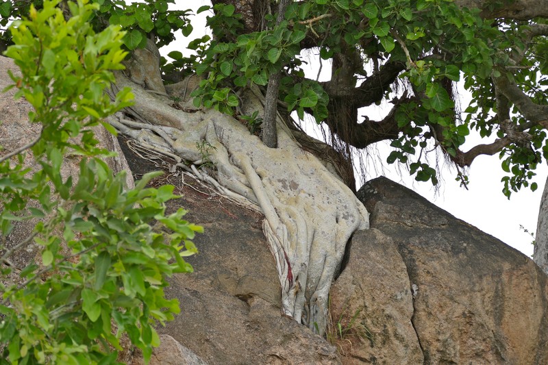 Ficus abutilifolia photo 5