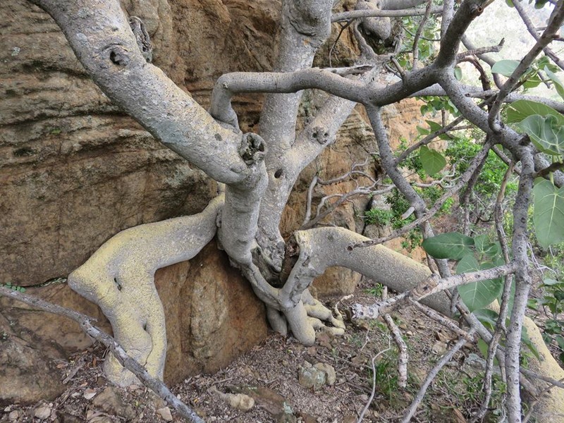 Ficus abutilifolia photo 6
