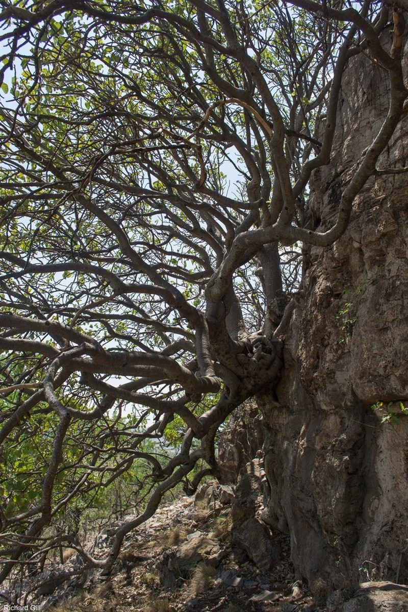 Ficus abutilifolia photo 7