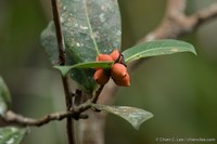 Ficus acamptophylla