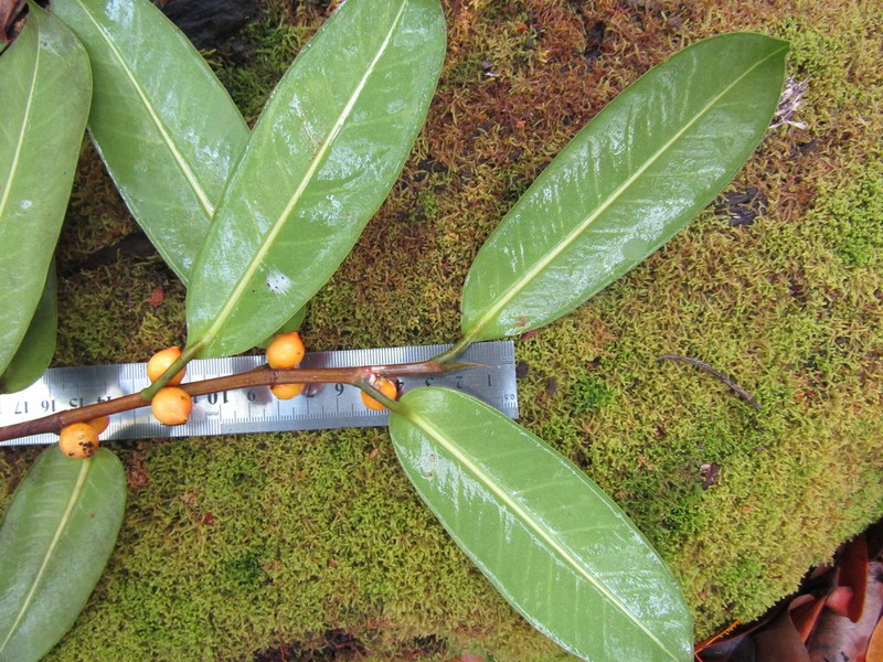 Ficus acamptophylla photo 2