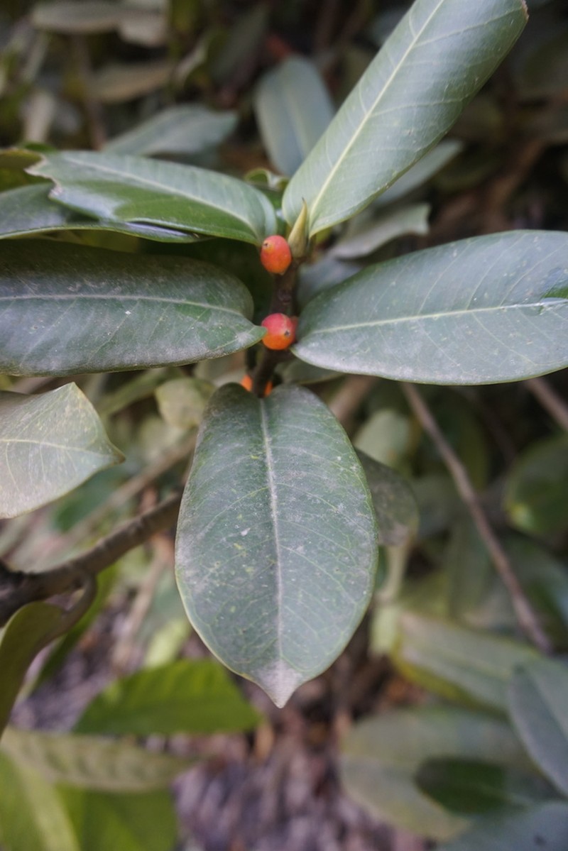 Ficus acamptophylla photo 3