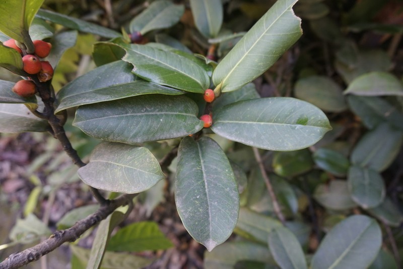 Ficus acamptophylla photo 4