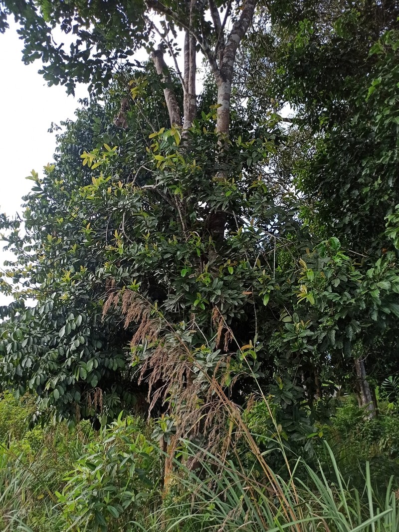 Ficus acamptophylla photo 5