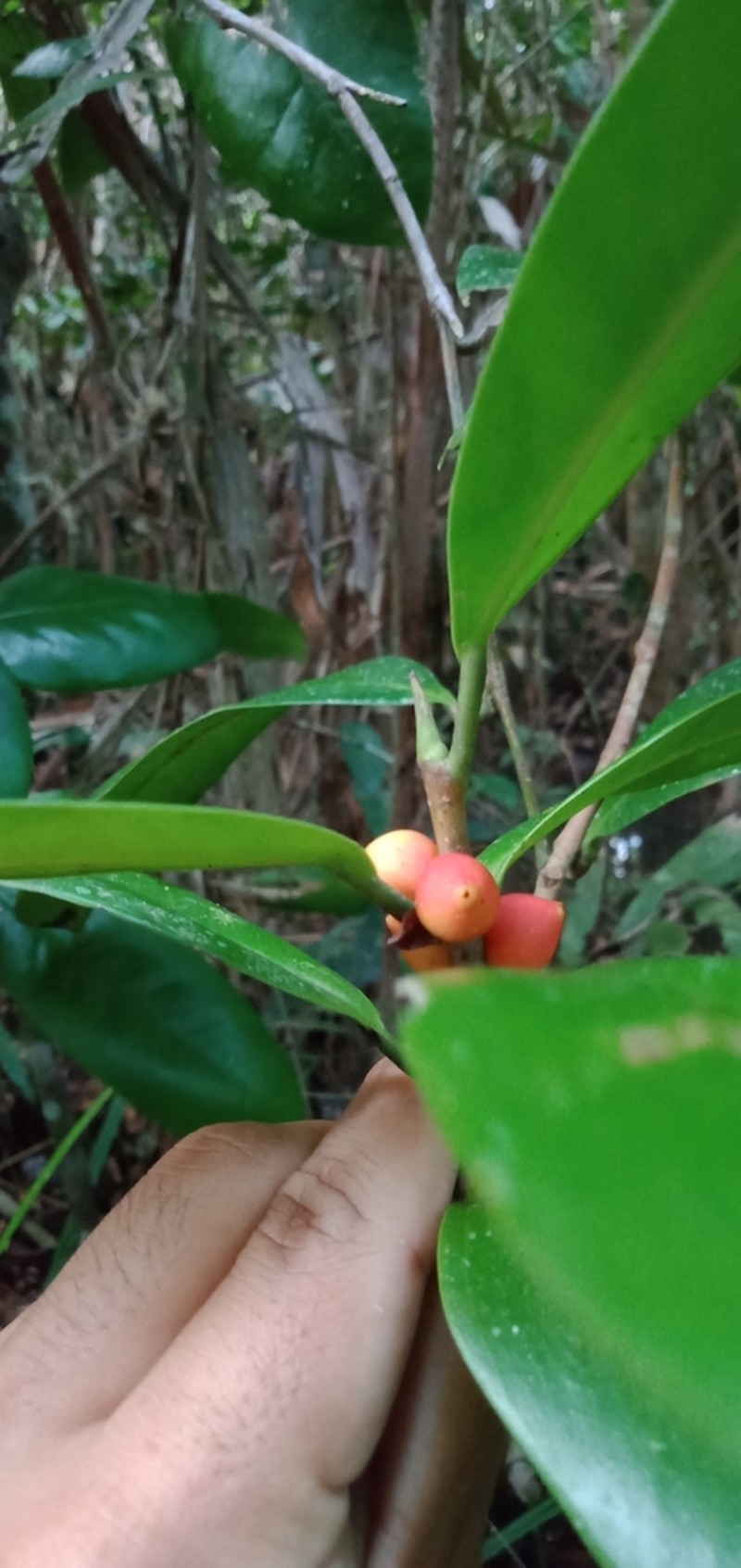 Ficus acamptophylla photo 6
