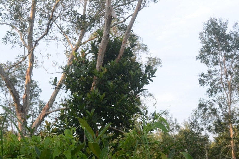 Ficus acamptophylla photo 7