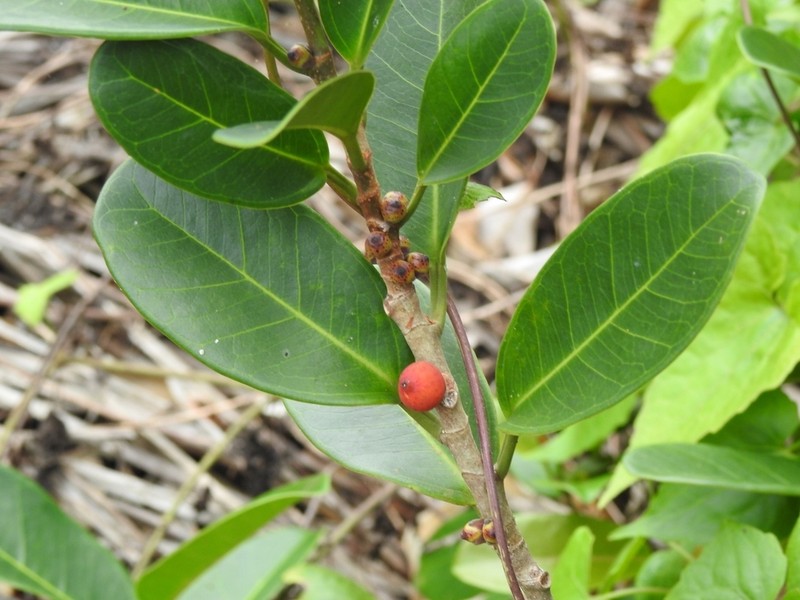 Ficus acamptophylla photo 8