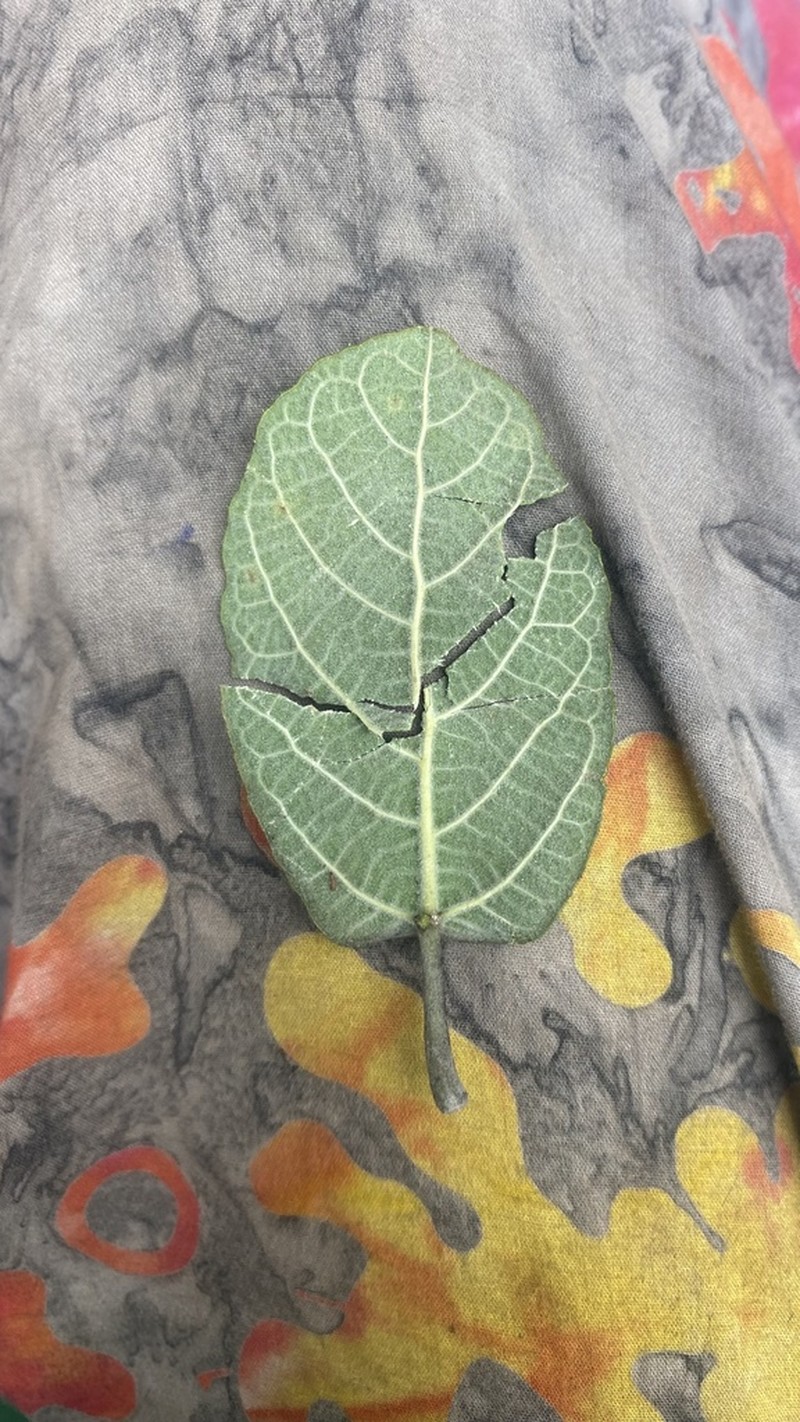 Ficus aculeata