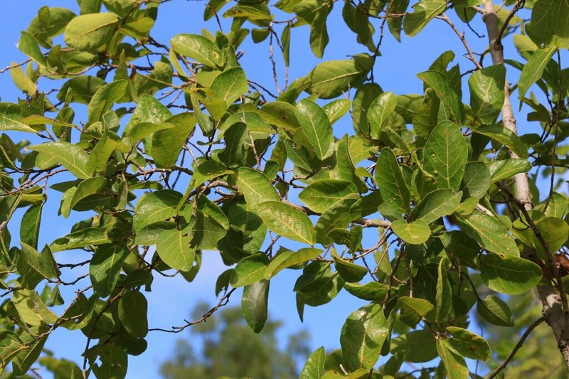 Ficus aculeata photo 2