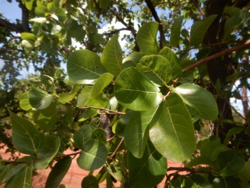 Ficus aculeata photo 3