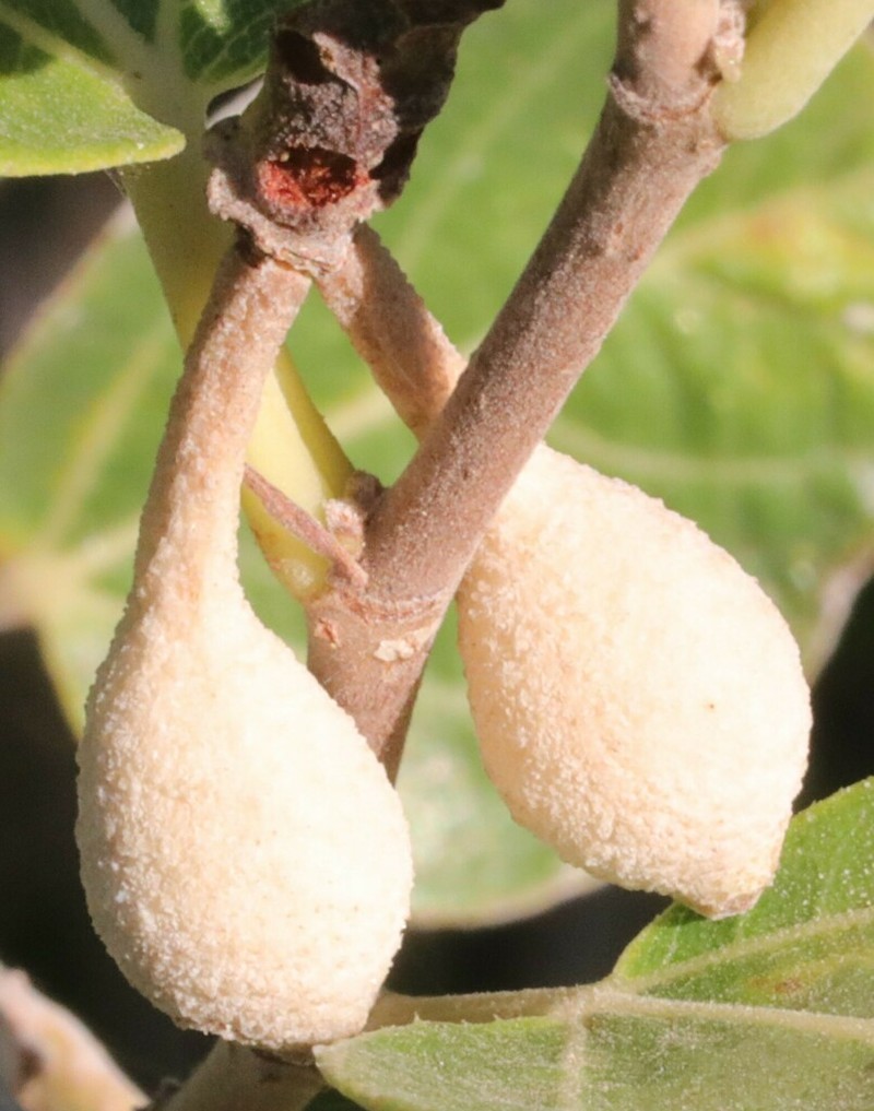 Ficus aculeata photo 4