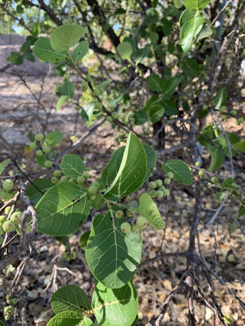 Ficus aculeata photo 5