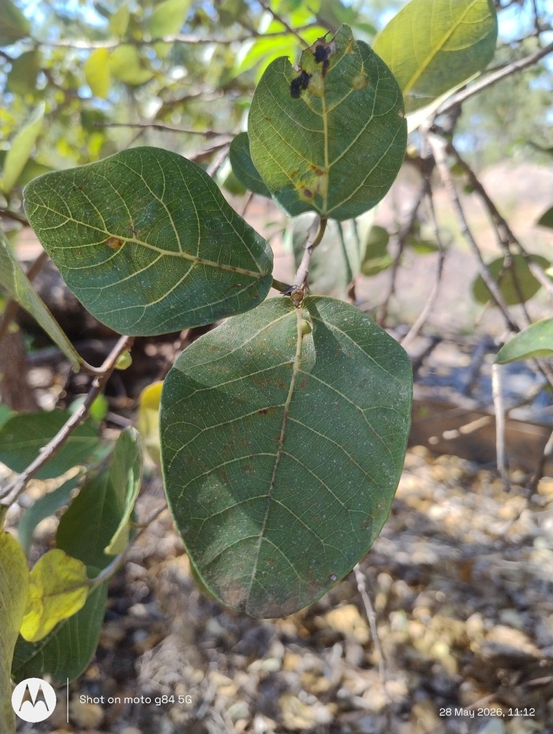 Ficus aculeata photo 6