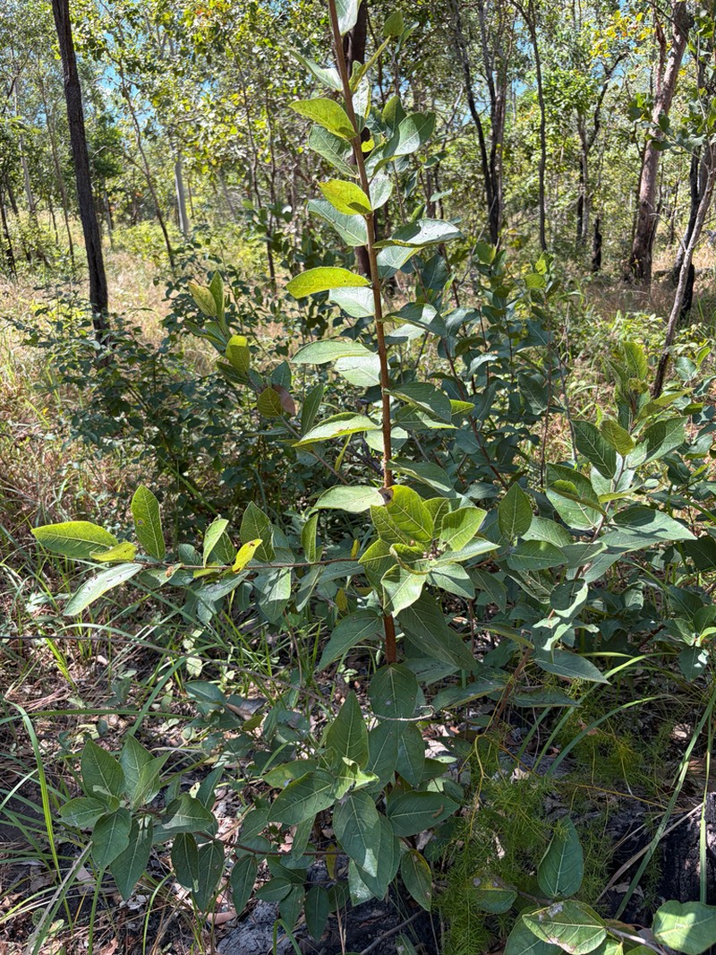 Ficus aculeata photo 7