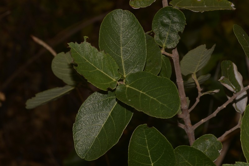 Ficus aculeata photo 8
