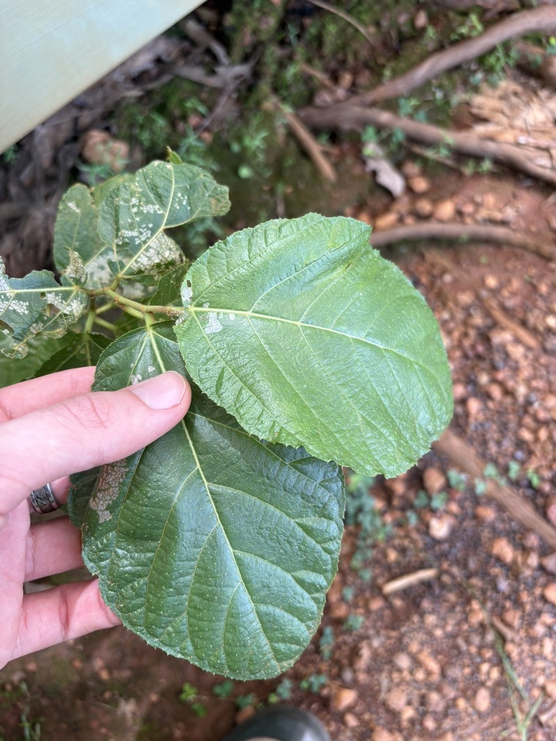 Ficus aculeata var. aculeata