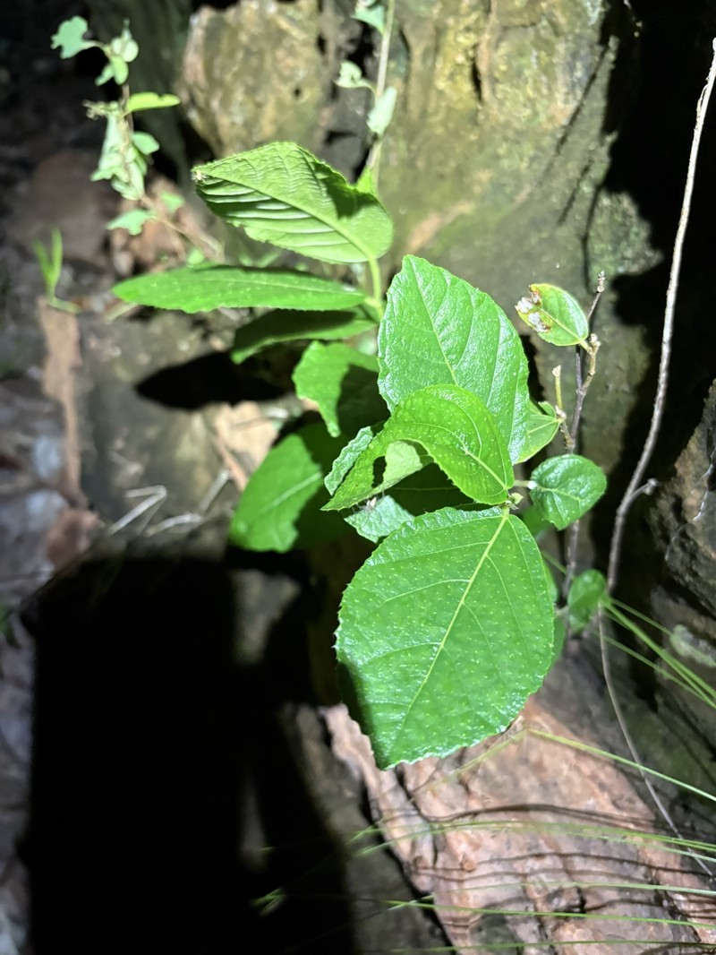 Ficus aculeata var. aculeata photo 2