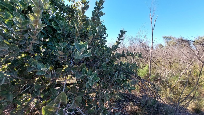 Ficus aculeata var. aculeata photo 3