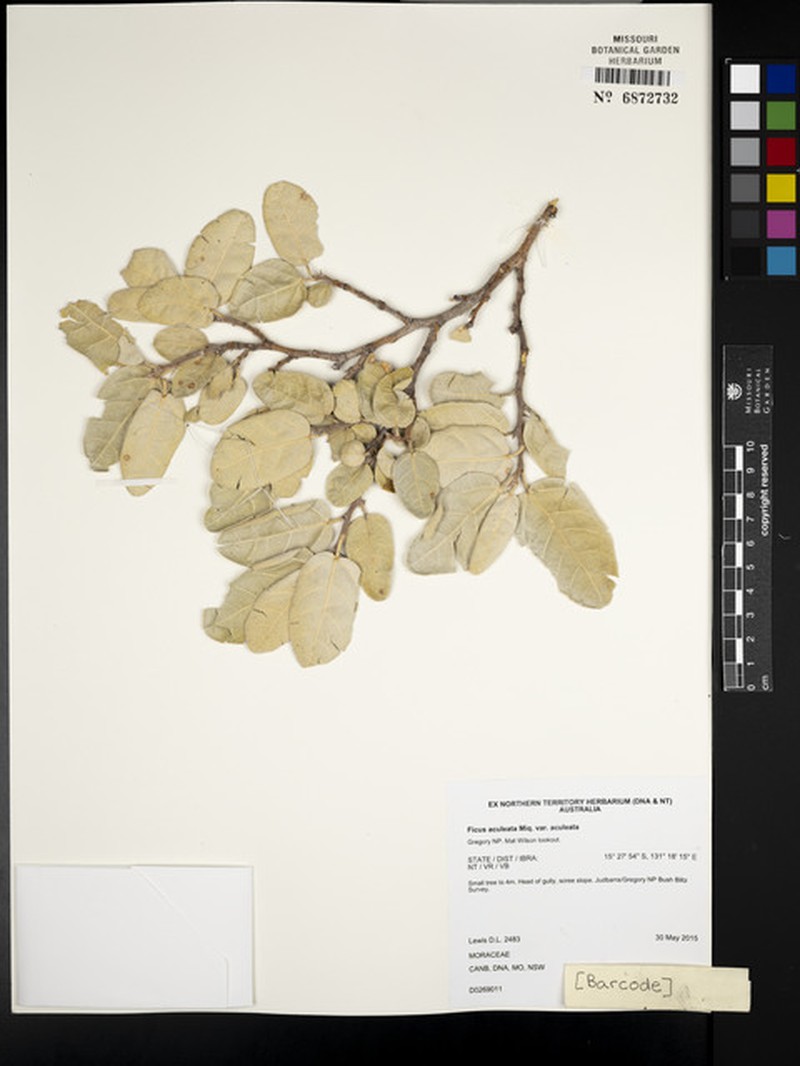 Ficus aculeata var. aculeata photo 4