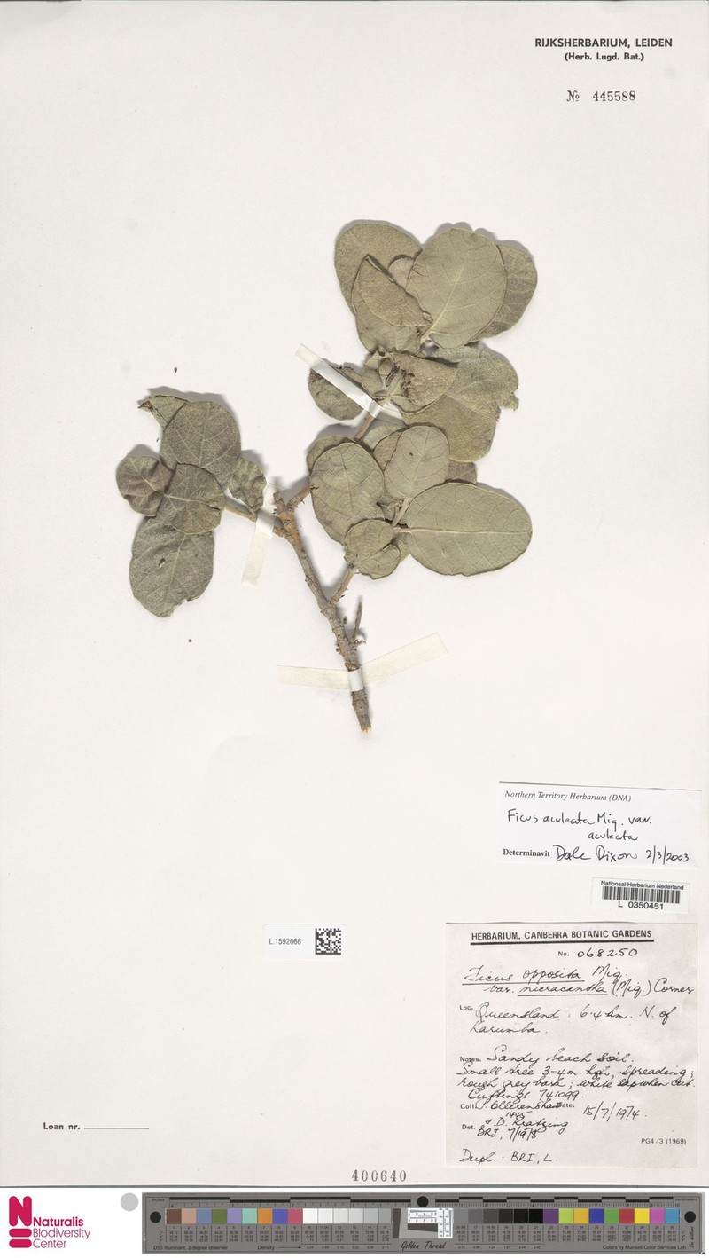 Ficus aculeata var. aculeata photo 5