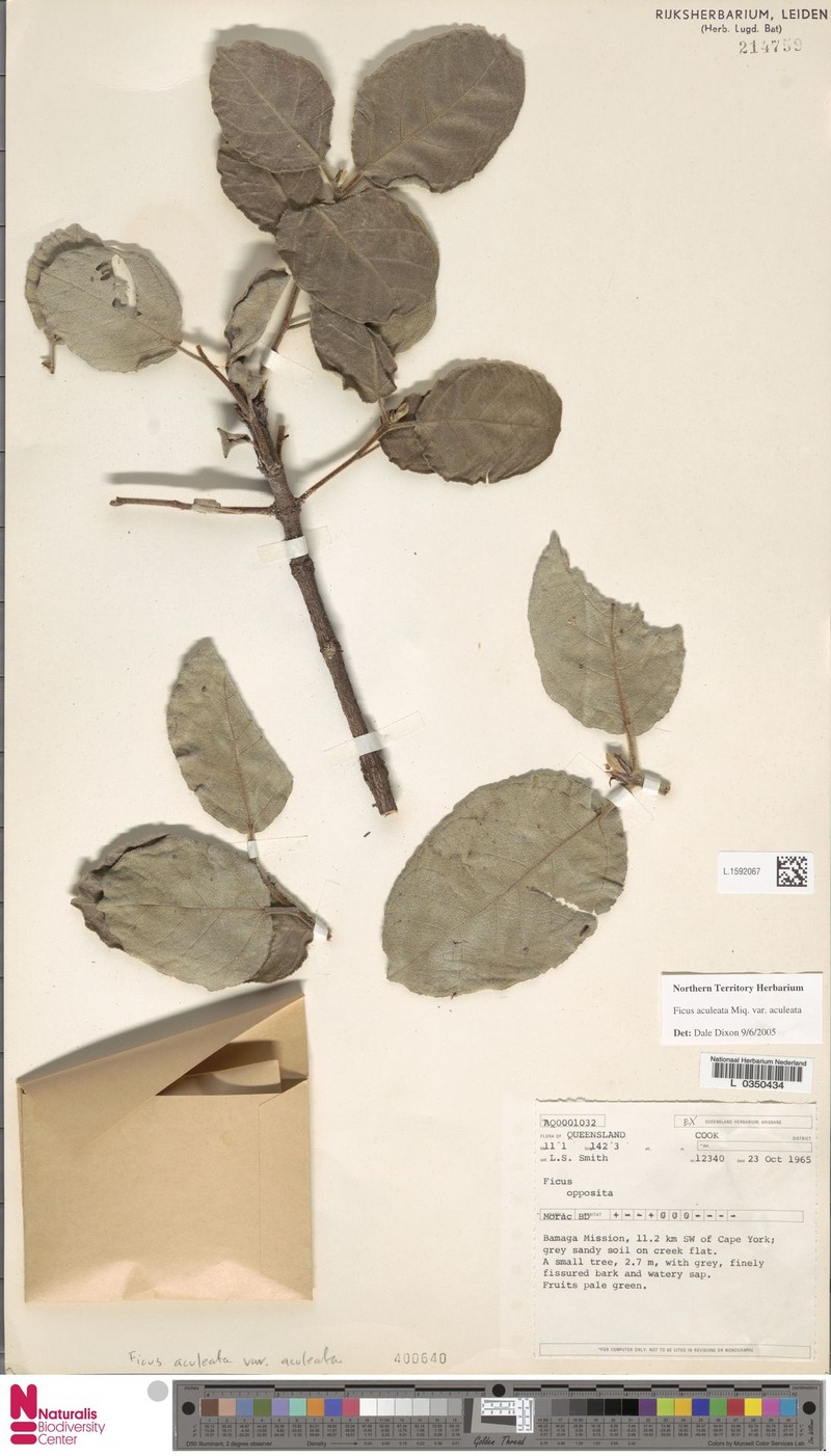 Ficus aculeata var. aculeata photo 6