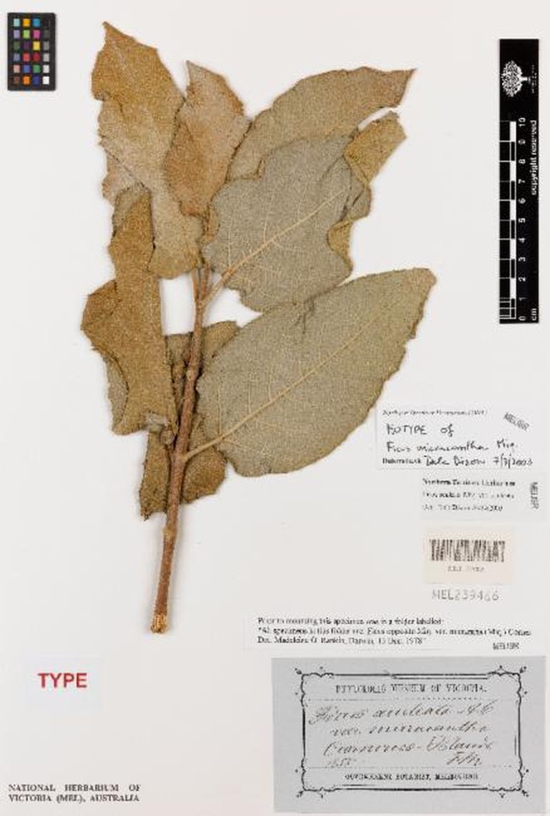 Ficus aculeata var. aculeata photo 7