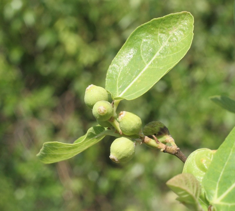 Ficus aculeata var. indecora