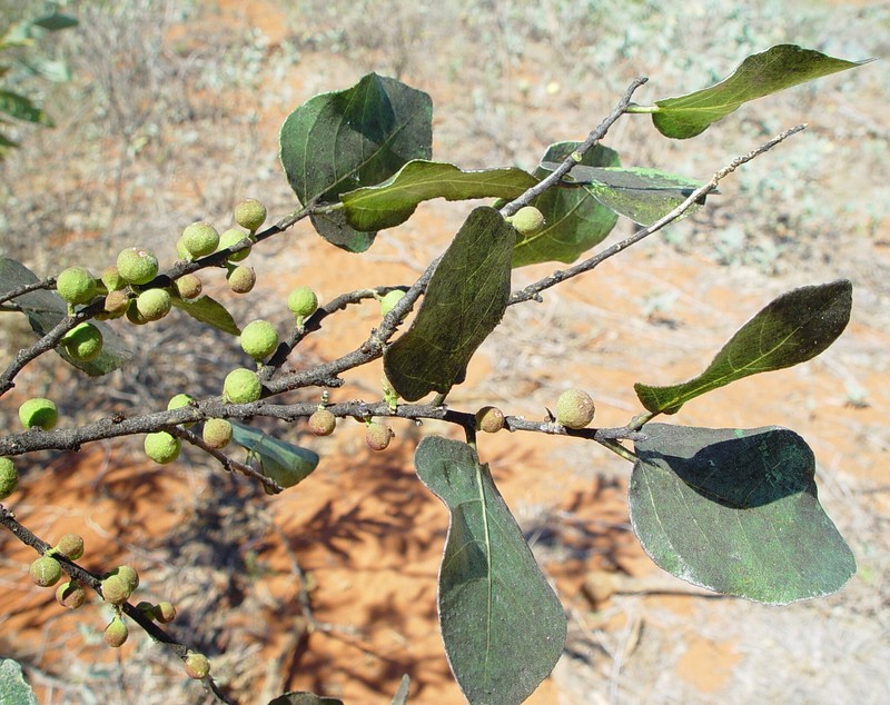 Ficus aculeata var. indecora photo 2