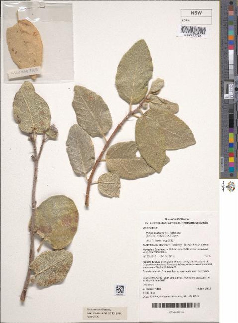 Ficus aculeata var. indecora photo 3