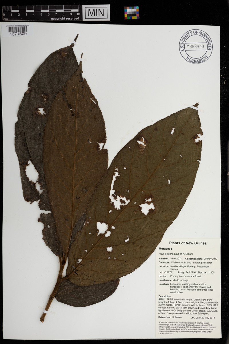 Ficus adelpha photo 2