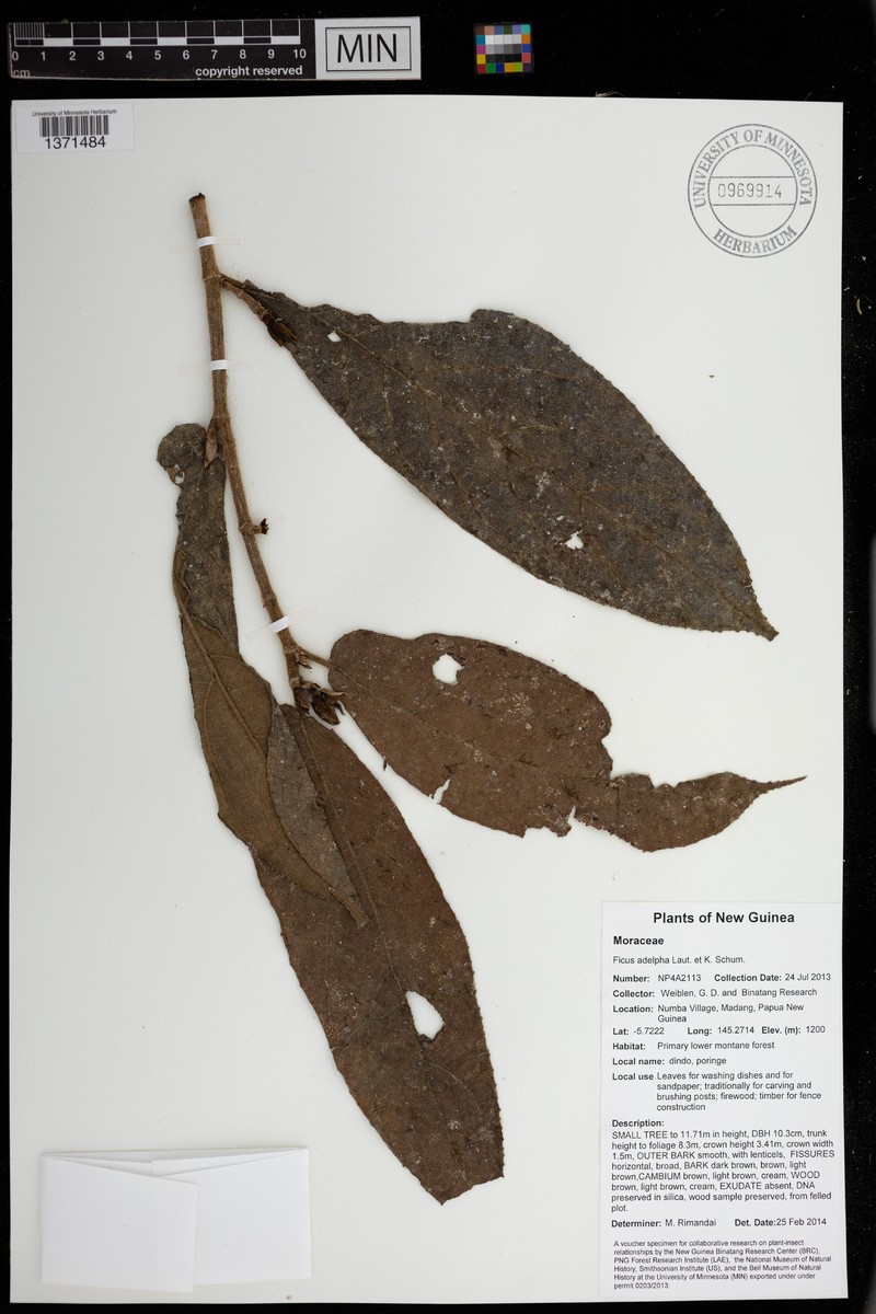 Ficus adelpha photo 3