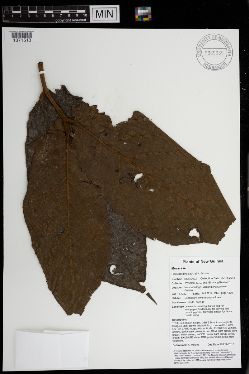 Ficus adelpha photo 4